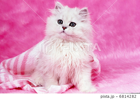 ピンクねこ