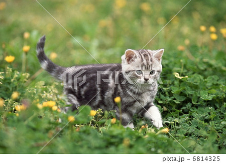 野原の仔猫 6814325
