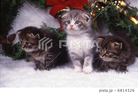 猫のクリスマス 6814326
