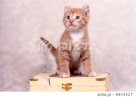 白色背景の猫 6814327