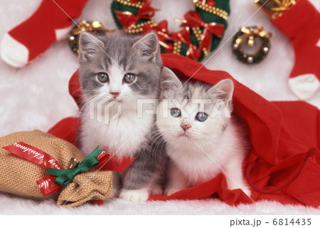 猫のクリスマス 6814435