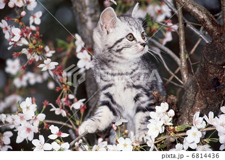 桜の木の上の仔猫 桜の木の上の仔猫 6814436