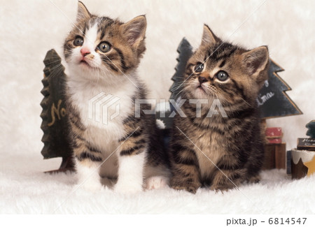 猫のクリスマス 6814547