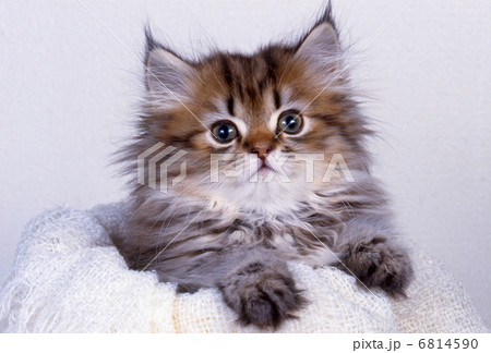 白色背景の猫 白色背景の猫 6814590
