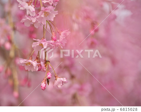 枝垂れ桜でピンクの世界 6815028