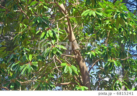 樹木・ユズリハ ユズリハ科 樹木・ユズリハ ユズリハ科 6815241