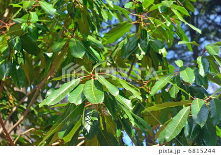 樹木・ユズリハ ユズリハ科 樹木・ユズリハ ユズリハ科 6815244