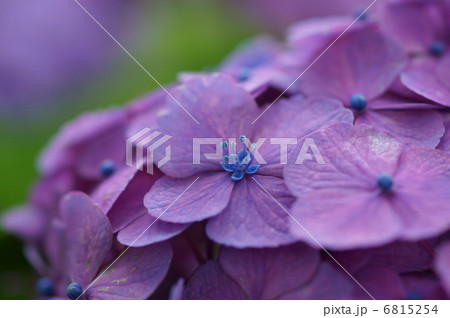 紫陽花　本当の花が咲きました。　中心の小さな4弁です。 6815254