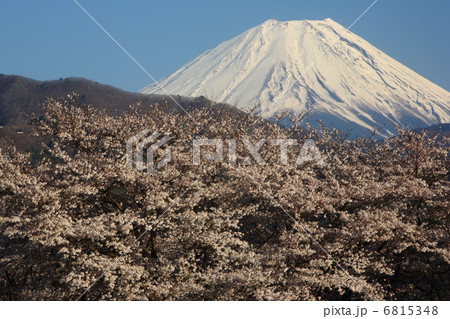 桜と富士山 桜と富士山 6815348