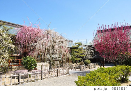 枝垂れ梅　結城神社 6815814