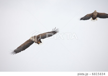 オジロワシ オジロワシ 6815834