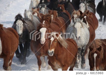 ばん馬 ばん馬 6815960