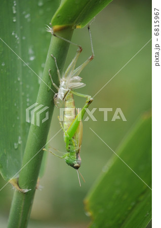 コバネイナゴの脱皮 6815967