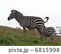 シマウマ 6815998