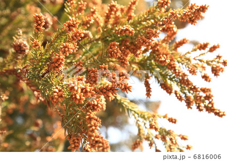 杉花粉の季節 6816006