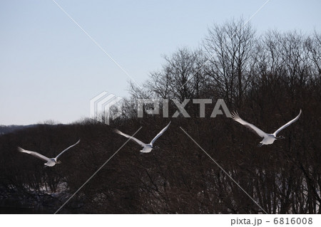 タンチョウ タンチョウ 6816008