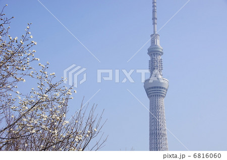 3月　建物・ランドマーク140東京スカイツリーとコブシ 6816060
