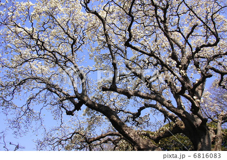 3月花　ハクモクレン・モクレン科96 6816083