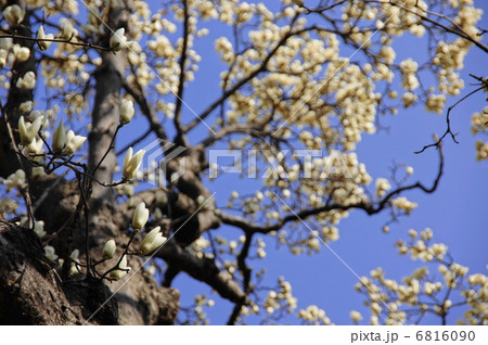 3月花　ハクモクレン・モクレン科89 6816090