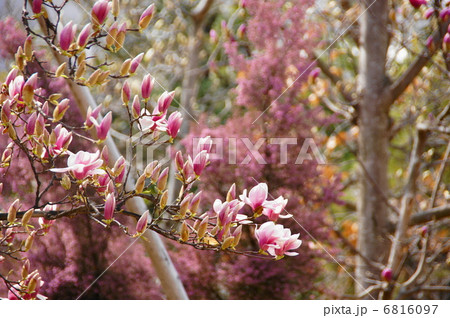 3月花　シモクレン・モクレン科50 6816097