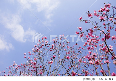 3月花 シモクレン・モクレン科44 3月花 シモクレン・モクレン科44 6816103