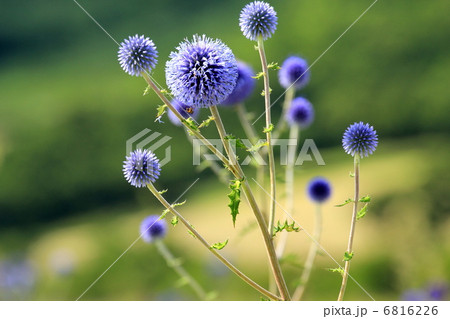 ヒゴタイの花 6816226