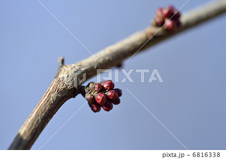 ハナズオウの花芽（3月） 6816338