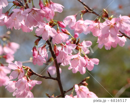 桜 6816517