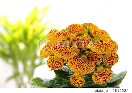 カルセオラリア カルセオラリア 6816524