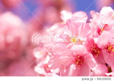桜繚乱 6816600