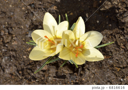 クロッカス(花サフラン) クロッカス(花サフラン) 6816616