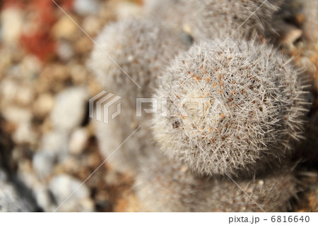 サボテン サボテン 6816640