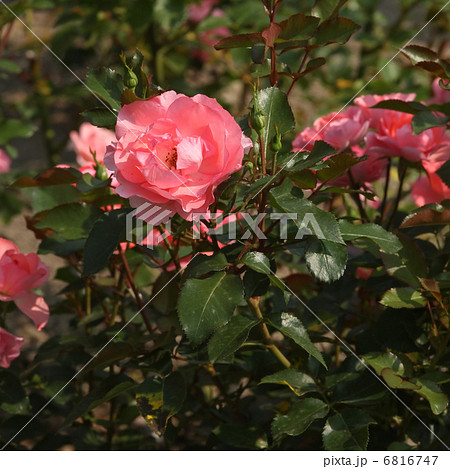 ホーム&ガーデン ホーム&ガーデン 6816747