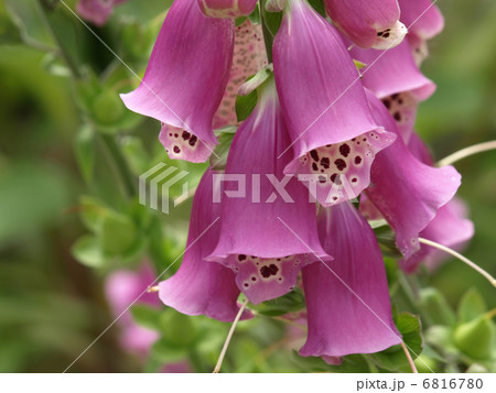 ジキタリス 6816780