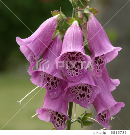 ジキタリス 6816781