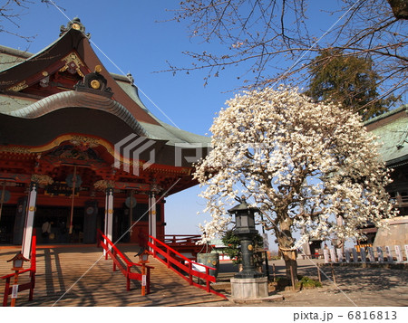 布施弁天の白木蓮 布施弁天の白木蓮 6816813