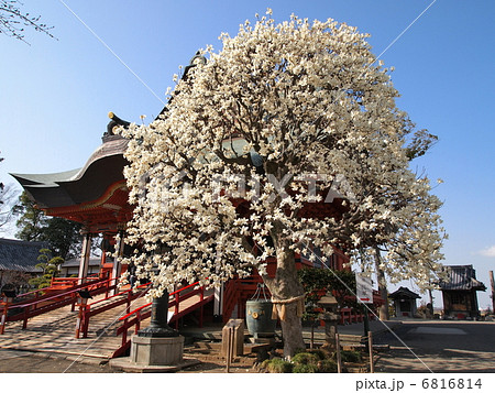 布施弁天の白木蓮 布施弁天の白木蓮 6816814