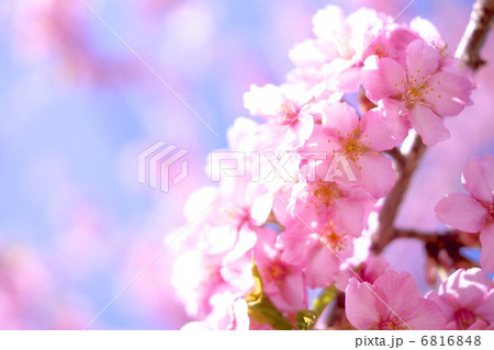 桜繚乱 桜繚乱 6816848
