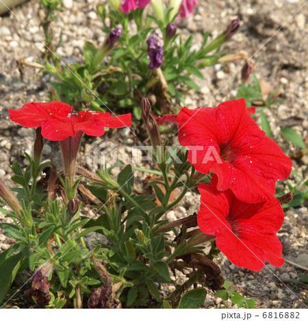 ミリオンベル 6816882