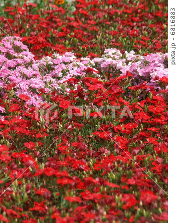 ナデシコ ナデシコ 6816883