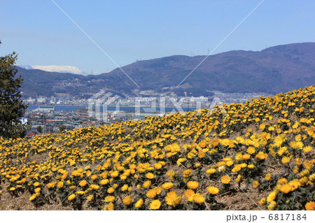 満開の福寿草 6817184