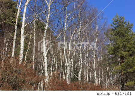 春を待つ白樺 6817231