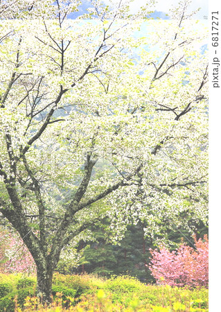 桜 桜 6817271