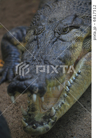 迫力のワニ 6817512