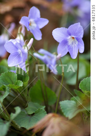 コタチツボスミレ（スミレ） 6817535