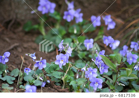 コタチツボスミレ(スミレ) コタチツボスミレ(スミレ) 6817536