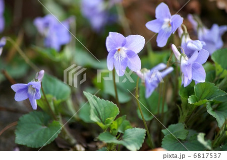 コタチツボスミレ（スミレ） 6817537