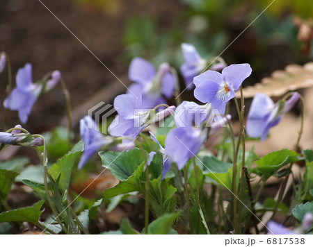 コタチツボスミレ（スミレ） 6817538