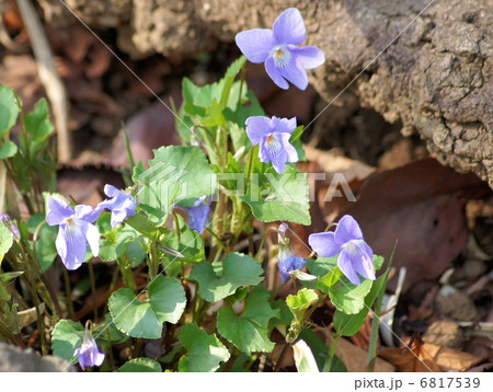 コタチツボスミレ（スミレ） 6817539