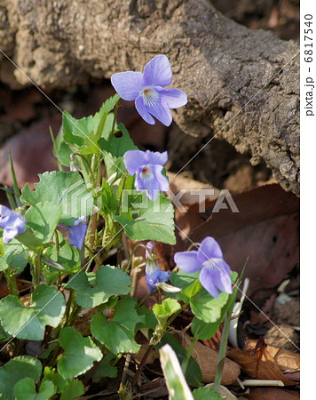 コタチツボスミレ（スミレ） 6817540